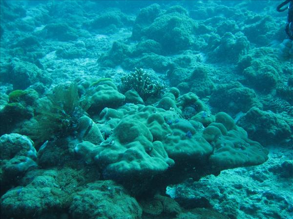 Similan Day 1 013.jpg
